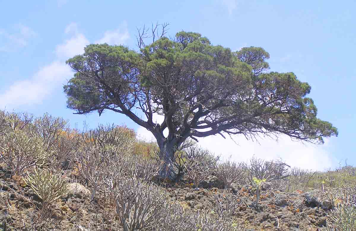 La sabina simboliza El Hierro y el disco inspirado en el festival Bimbache