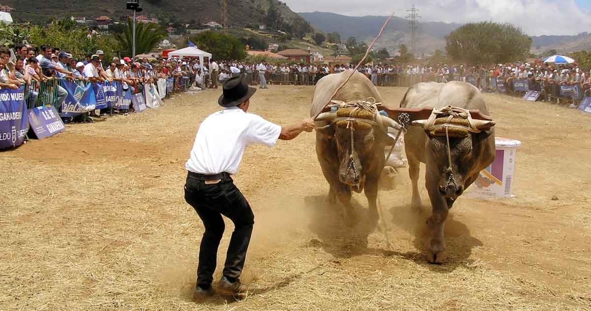 Un concurso del Arrastre del Ganado en La Laguna