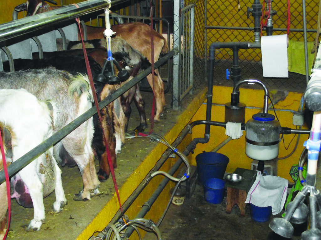 El equipo técnico para ordeñar de cabras