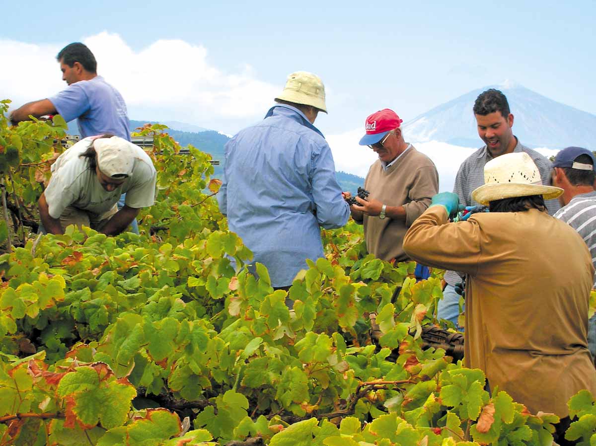 Los vinos de Tacoronte de Acentejo: vendimia