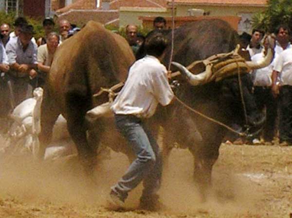 Arrastre del ganado: Conducir la yunta requiere mucha concentración