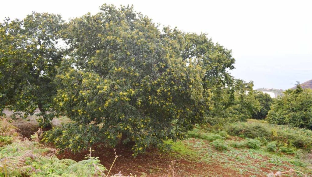 Arboles de castaña en La Matanza