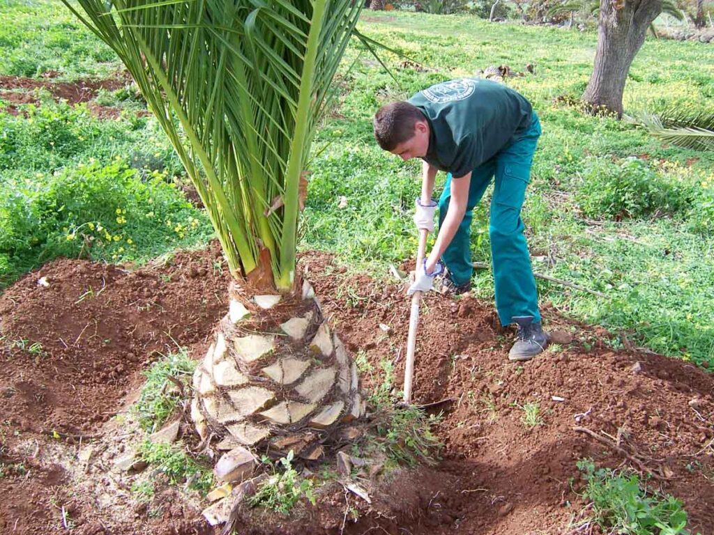  La plantación y el cultivo de árboles frutales, injertos, esquejes y su poda forman parte de la formación