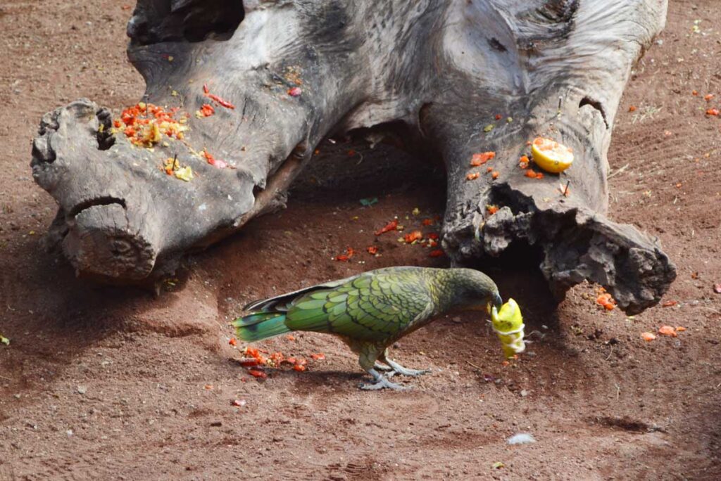 Un kea intenta abrir el paquete para comer los trocitos de frutas y legumbres