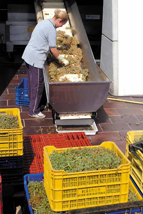 Los vinos de Tacoronte de Acentejo: la selección de uvas