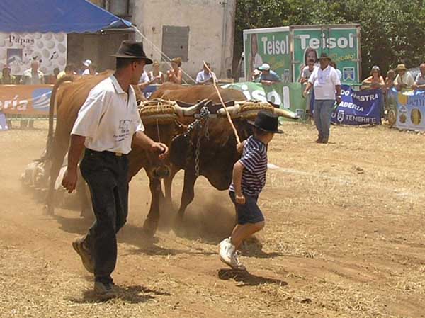 Un padre, su hijo y la yunta en la pista del Arrastre