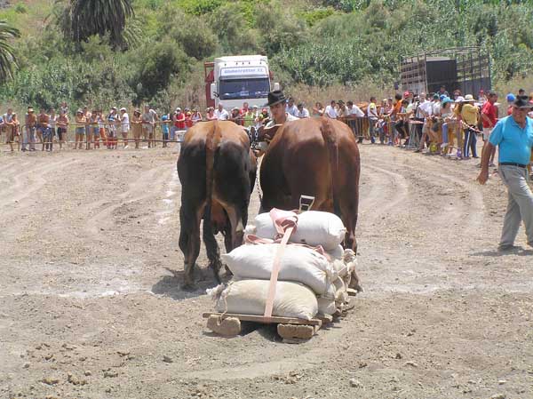 Arrastre del Ganado en Bajamar: Esperando el pistoletazo de salida 2