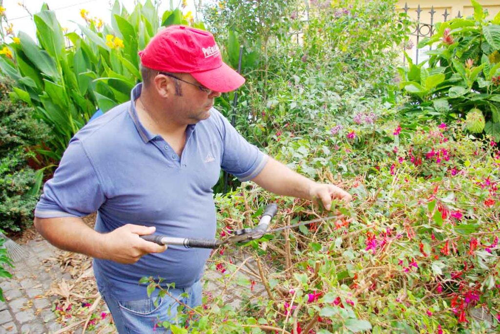 Primero el profesor explica la tarea. luego Roque realiza la remodelación de un rosal