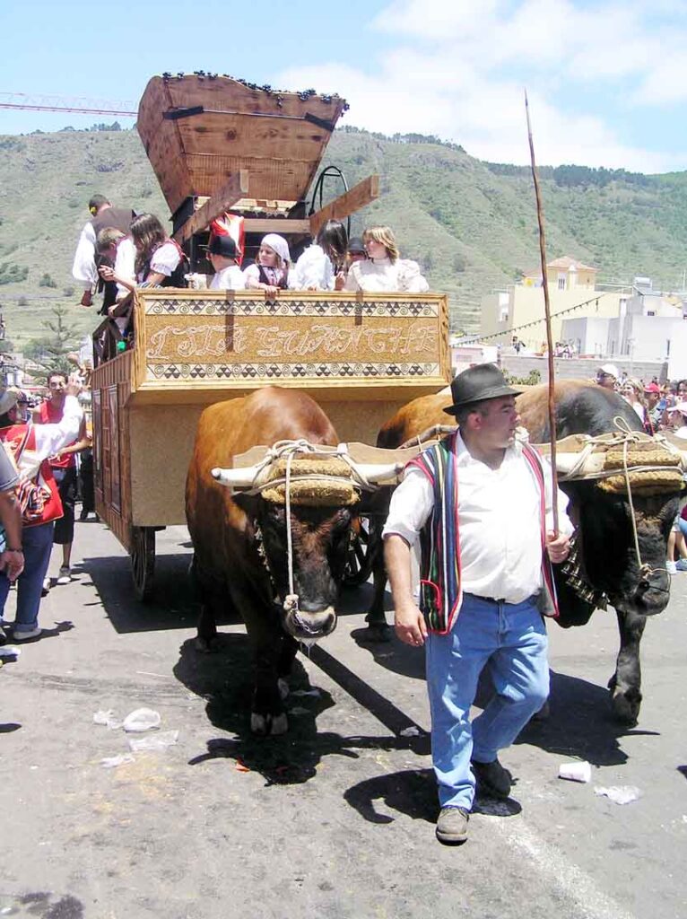 Una carreta desfilando por las calles de Tegueste 