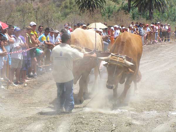 Arrastre del Ganado en Bajamar: Esperando el pistoletazo de salida 1