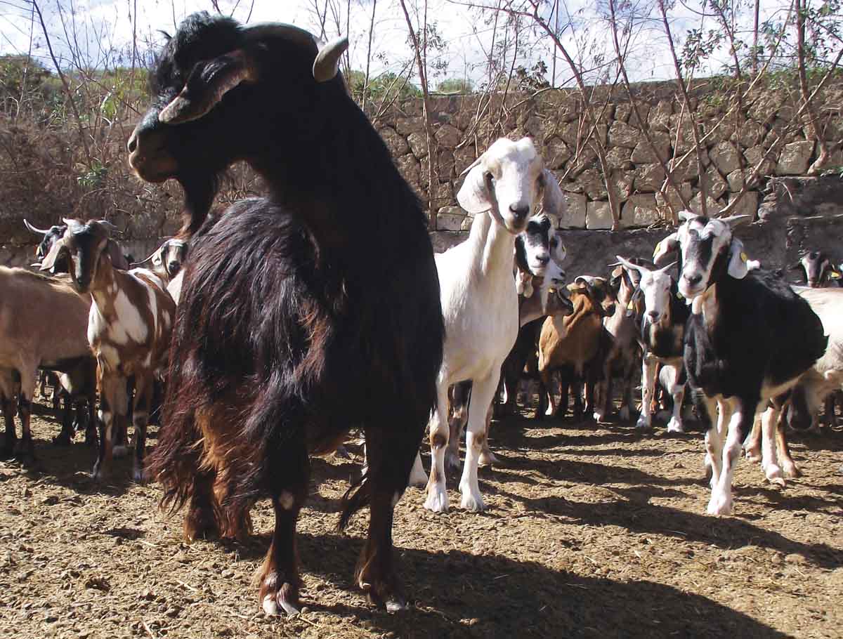 Las cabras de Güímar