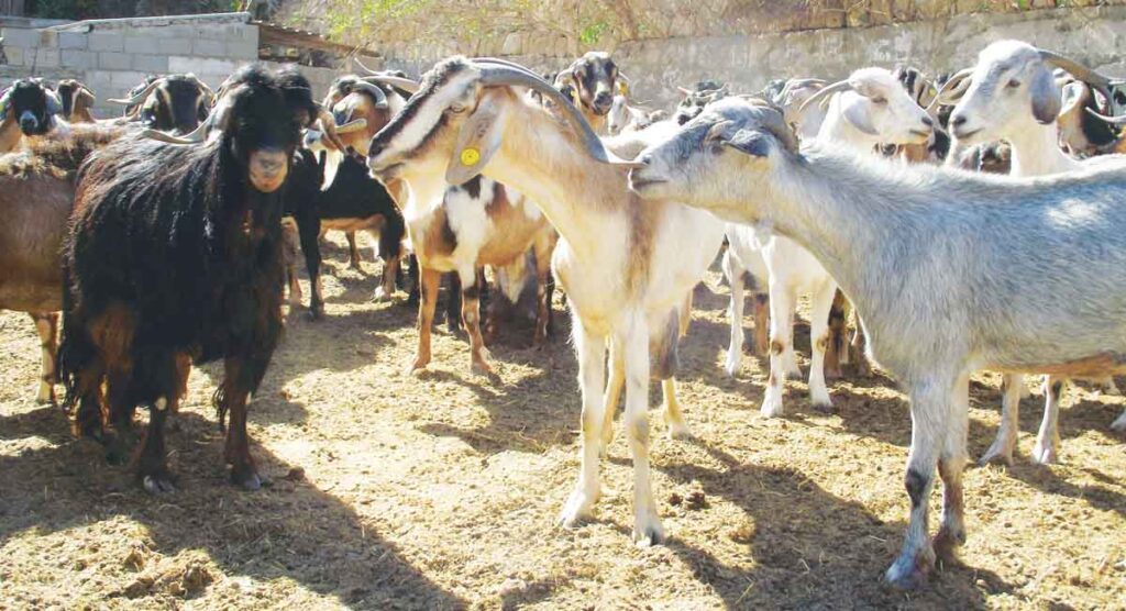 El rebaño de cabras de Güímar