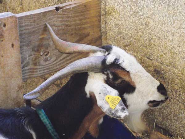 Las cabras de Güímar llevan un chip 