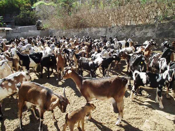 La granja de cabras de Güímar