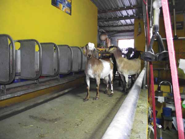 Las cabras acceden a la zona de ordeño 