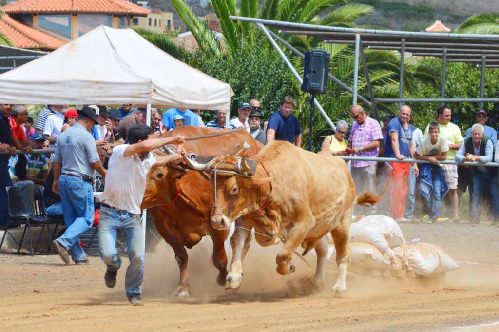 Después del pistoletazo de salida el guayero y la yunta arrancan