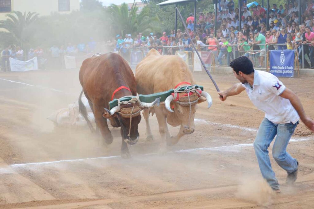 Finalmente el guayero y los bovinos cruzan la línea de meta