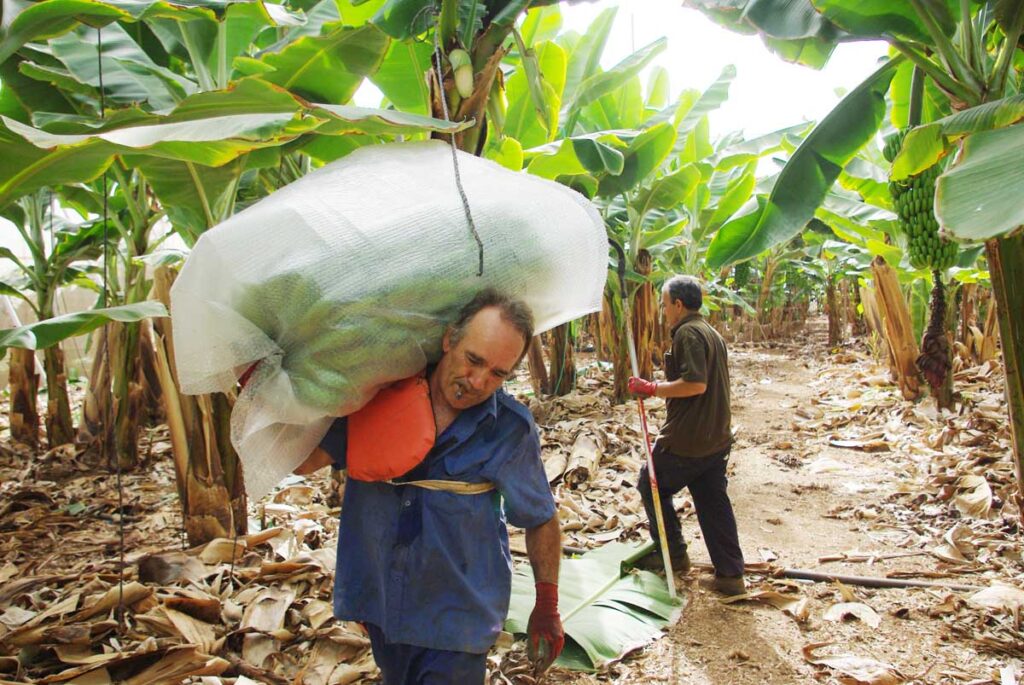 Un trabajador lleva la piña envasada al camión