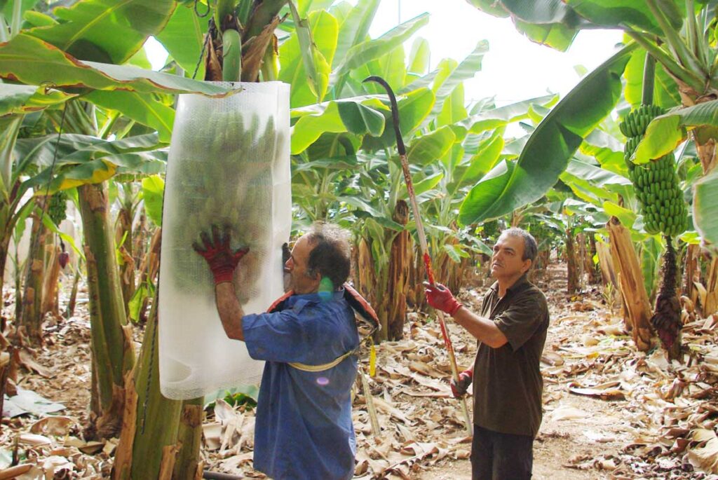 El día del corte: el primero paso es envasar la piña