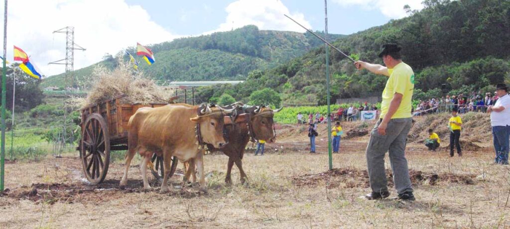 Ya está hecho: la yunta  llega al guayero