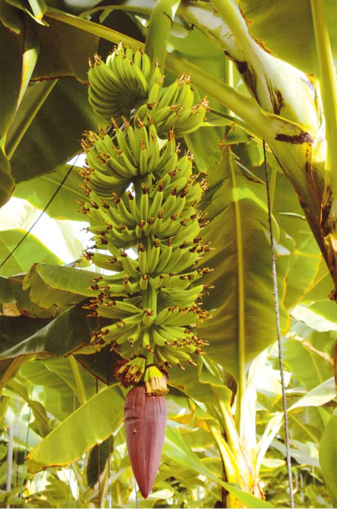 Los plátanos maduran en la planta. Antes del “desflorado”, se pueden ver los . . .