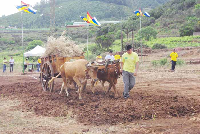 Los bovinos tiran de una carreta cargada de paja