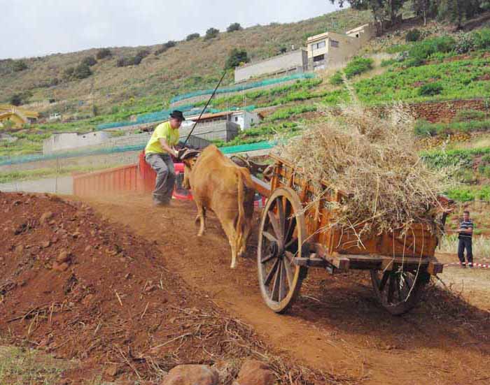 La yunta debe tirar de la carreta sobre una colina