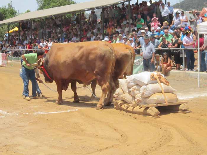 Antes de la salida, los guayeros supervisan . . .