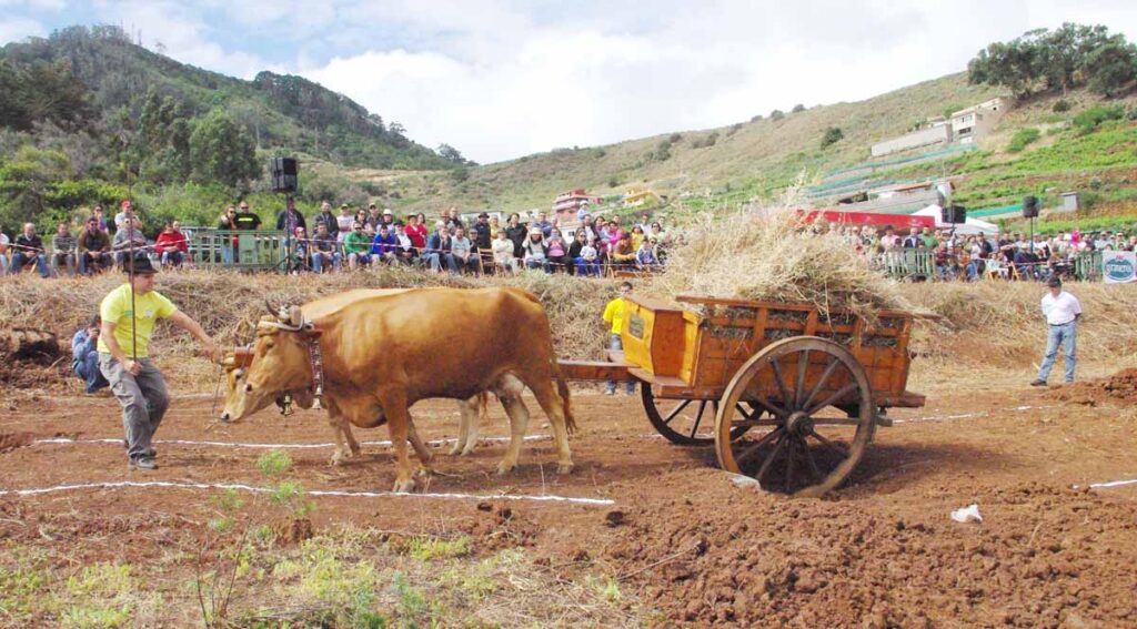 En el campo las yuntas pasan por zonas aisladas y llenas de baches donde las ruedas se enganchan