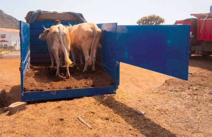 . . . del ganado. El furgón lleva los bovinos a casa