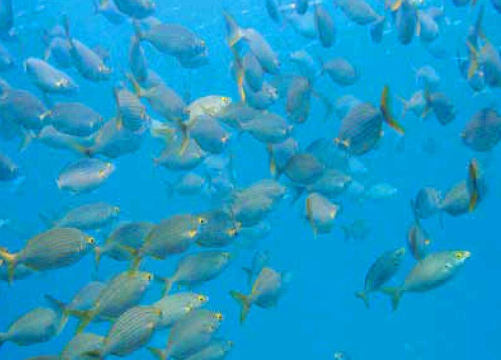 Muchos peces y algunas tortugas pasan por la bahía de Adeje