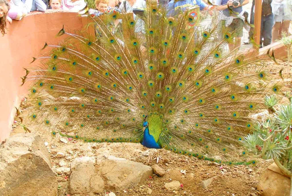 El pavón demuestra su esplendor