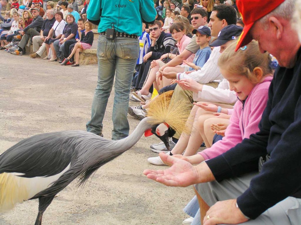 Visitantes del parque en espera del espectáculo de aves rapaces