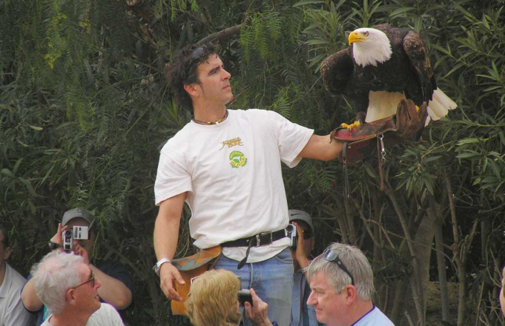 En la mano del halconero el águila espera a dar su entrada