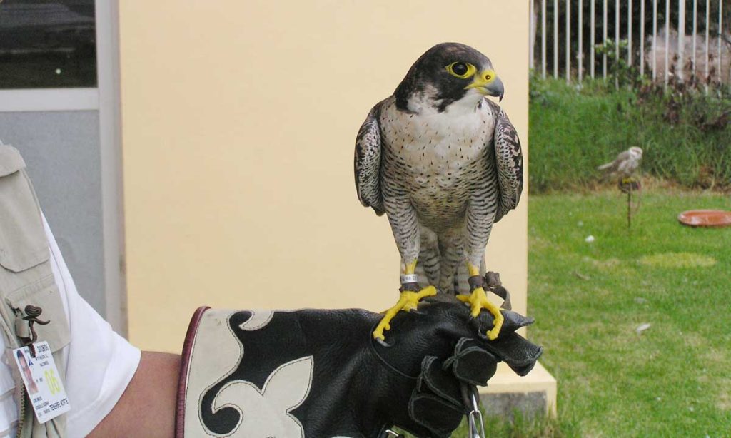 Un pequeño depredador en la mano del halconero. Guantes protegen las manos de la garras de la aves