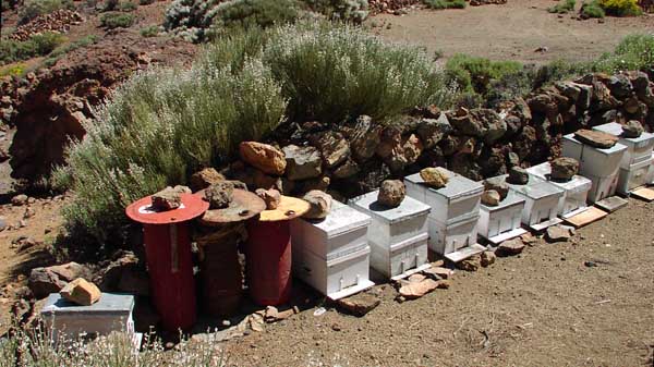 Colmenas colocadas en las Cañadas del Teide