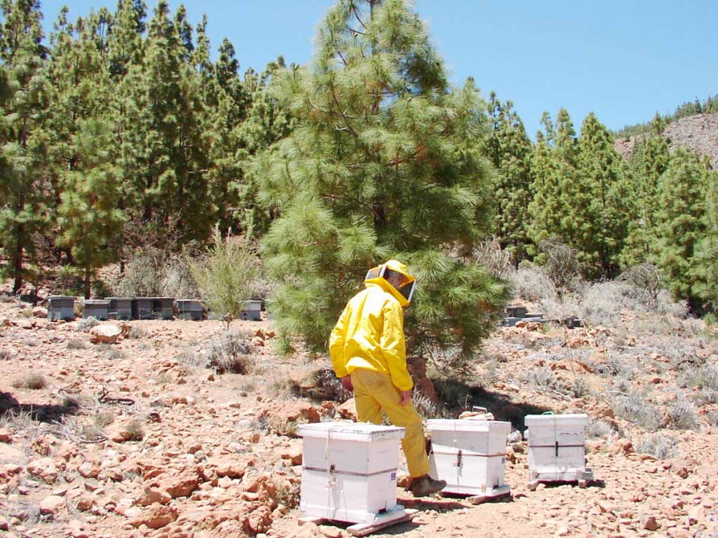 Un apicultor coloca sus colmenas en un  espacio del Parque Nacional tinerfeño