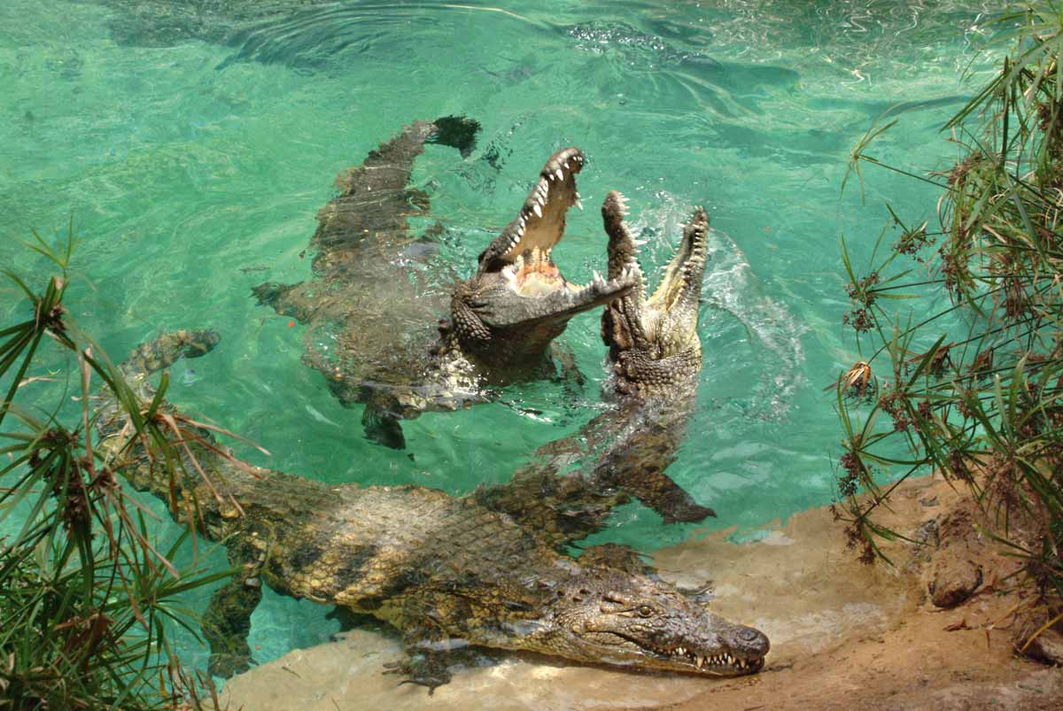 El Parque Las Águilas de Arona