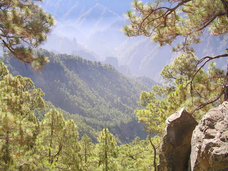 El sendero pasa por bosques de pino