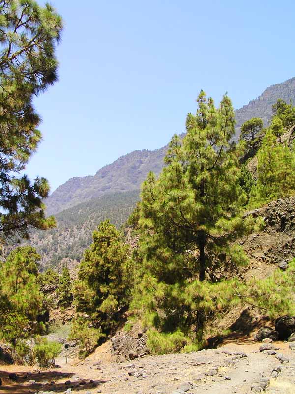 El sendero pasa por pinos muy altos . . .