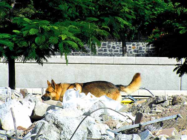 El perro pasa por el terreno olfateando