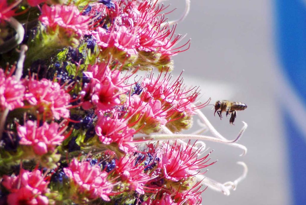 Una abeja delante de flores de retamas