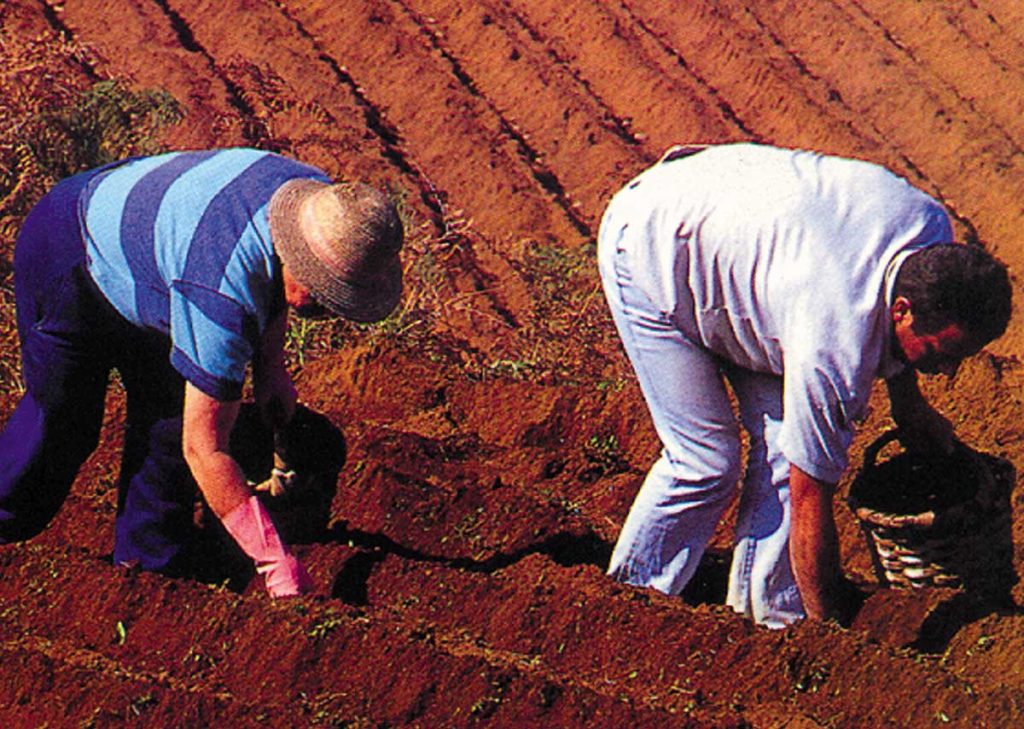 Dos campesinos labran el campo