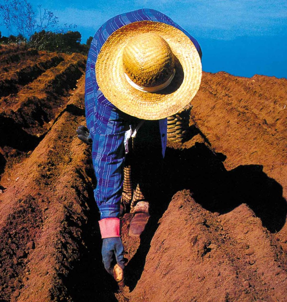 Un campesino en un campo de papas