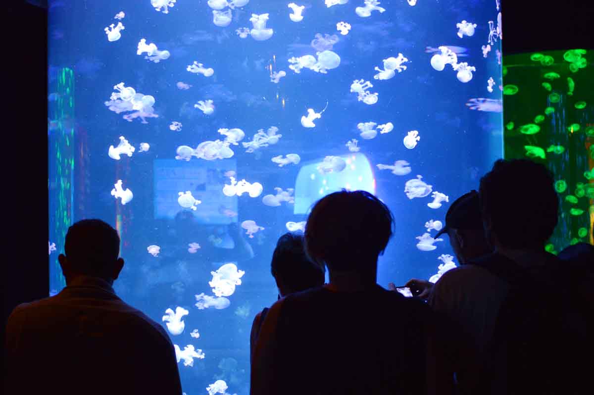 La exposición de medusas y aguavivas en Loro Parque