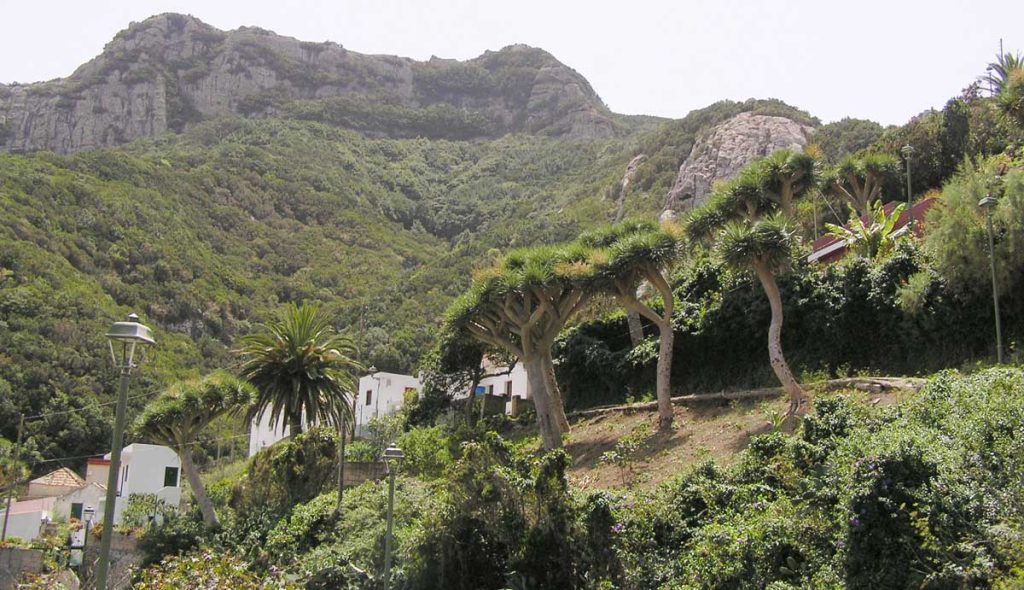 El punto de salida del sendero está al lado del grupo de dragos