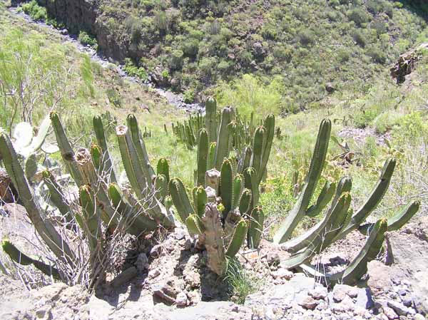 Al inicio, la vegetación suculenta está muy presente 