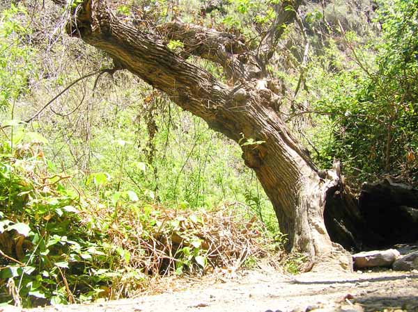 Paso a paso, el paisaje se convierte en bosque 