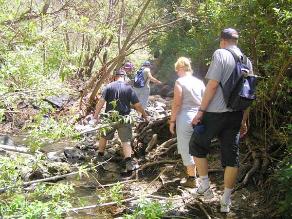 Senderistas en el bosque de sauces