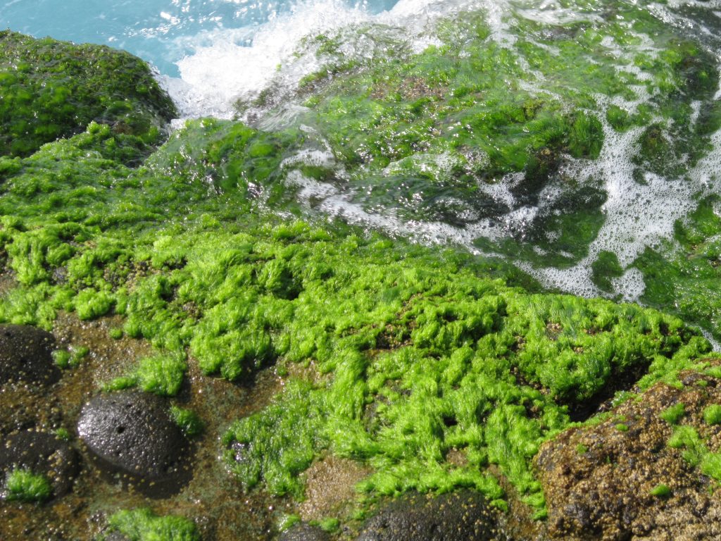 La vegetación del arrecife de Jover en abril